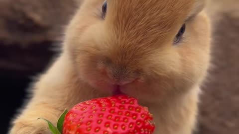 Look at this 😱Cute rabbit eating stuberry