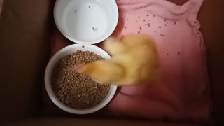 Duckling eating and drinking now 22nd August 2021