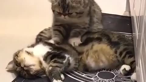 cat massage