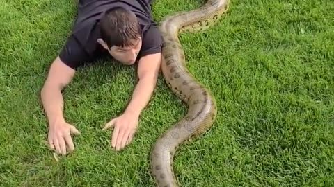 Anaconda in Yard! #shortsvideo #shortsvideo