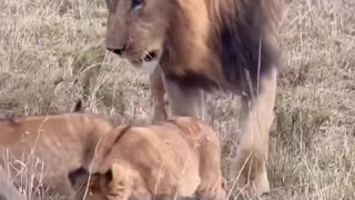 Lion King amazing interactions with the family
