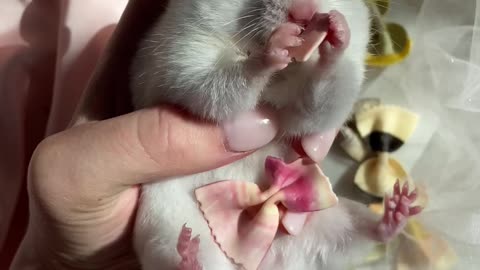 Feeding a cute Hamster