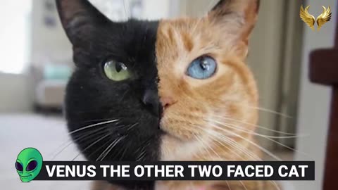 15 Abnormally Strange Cats That Actually