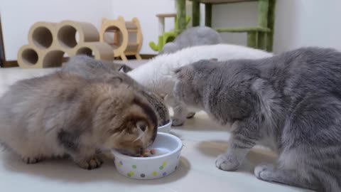 The kitten couldn't wait for the food and meowed, which was too cute - 2024