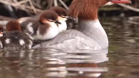 "Feathers in Flight: Adorable Goosander Chicks Catching a Ride on Mom's Back"