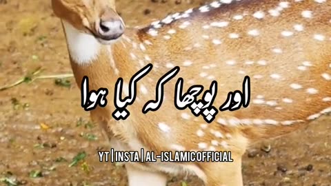 Hamare Huzoor ﷺ Aur Hirni Ka Waqia - Urdu Status Islamic Status Videos 4k Full Screen Part 1
