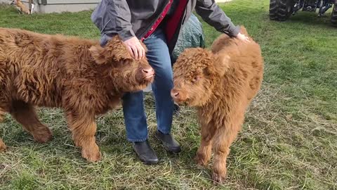 Highland Heifers