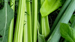 Quick Celery Harvest