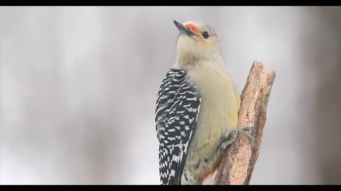 Red Bellied Woodpecker On A Snowy Day