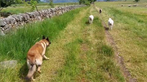 Belgian Malinois In Scotland - Field Full Of Sheep