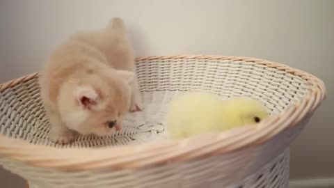 #cute cat 😸 and cute duck baby