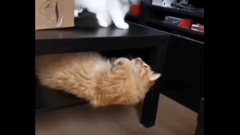 Cat Slapped Under The Table #shorts - link in the description