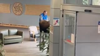 Hungry Moose Stops By Hospital For A Snack