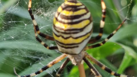 A very beautiful wasp spider on a meadow next to a road.