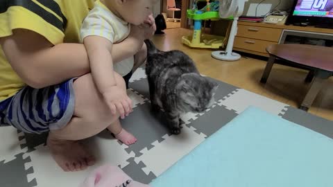 7 month baby and cat meeting