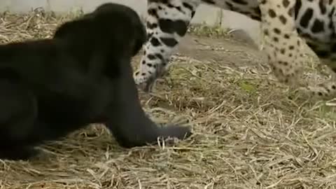 Jaguar vs jaguar