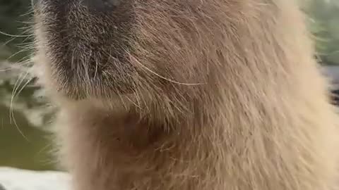 Animal video