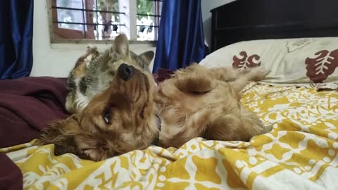 Caring Kitten Grooms Lazy Puppy Pal