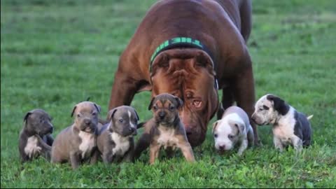 10 Of The Biggest Dogs In The World 2021 | New Dog Breed | American Molossus