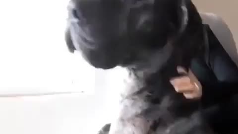 Great Dane Video 14