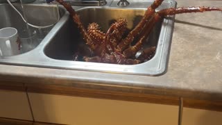 Giant Crab In the Sink