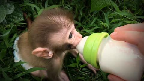 Two baby monkeys fighting for milk