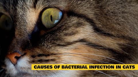 Top 5 Natural Antibiotics for Cats