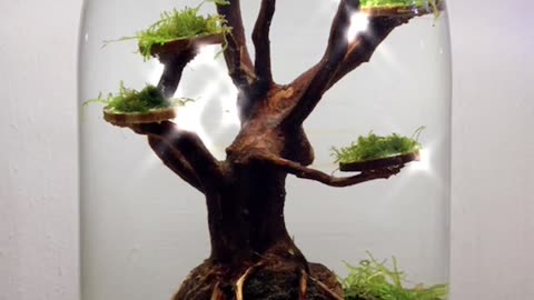 Very Beautiful Bonsai