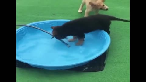 dogs swimming in pools you can't miss to watch