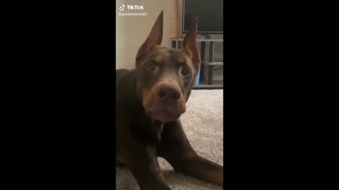 Dog Moving On Cell Phone Camera - TikTok Dogs (Funny Animals #327)