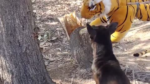 Prank dog vs fake tiger part 2..