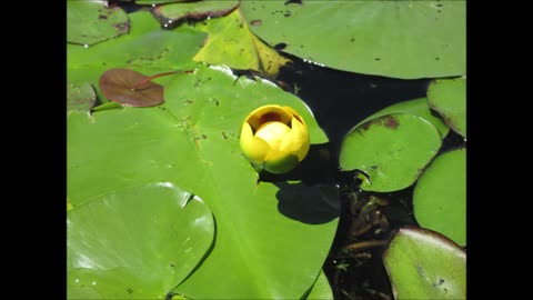 Love On The Lake Yellow Lily Pad Flower July 2022