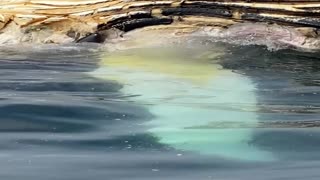 Beautiful Close Up Footage of Great White Shark Feeding on Whale Carcass