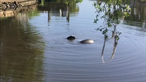 Manatee at Tudor Cay