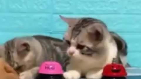 Cute and Funny cats