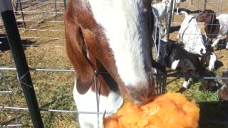 Goat Eating a Cantaloupe