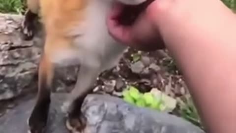 Baby fox being pet (Cute)