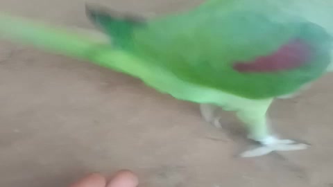 My parrot character , Plying with me friendly