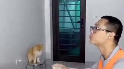 Smart cat