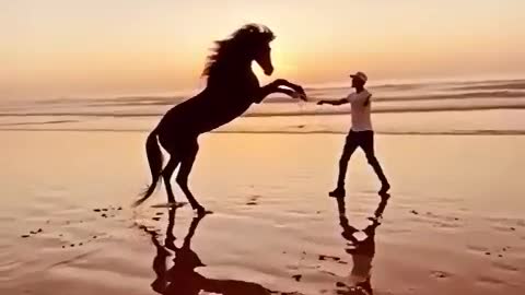 horse dance