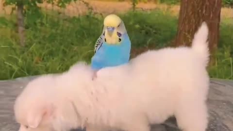 cute animals funny video clips ✪✪ #shorts #funny #cuteclips