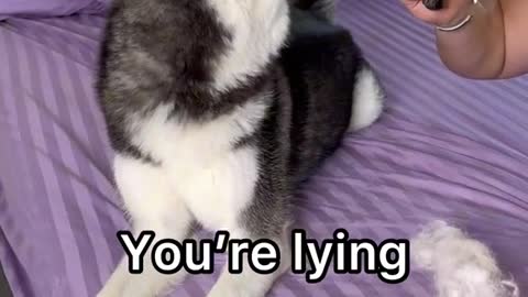 Husky prank