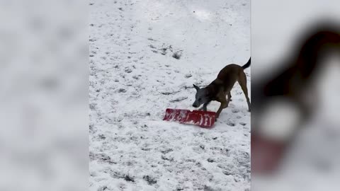 SANTA'S LITTLE HELPER: Adorable Moment Excited Police K9 Dog 'Helps' To Shovel Snow