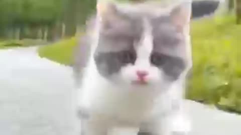 Cute cettin#cute 🐈#cute cat running #viral video cute 🥰 cat