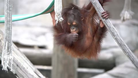 Orangutan Baby Steels the Show