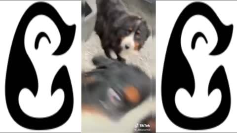 FUNNIEST DOGS FOUND ON TIKTOK - CUTE DOG VIDEO'S