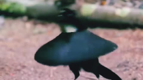 Amazing Dancing Bird | Dancing Bird Videos