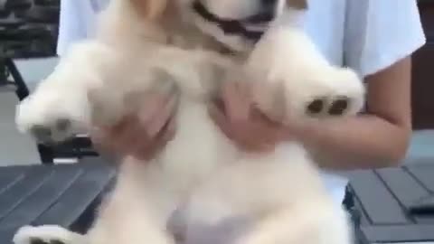A cuddly dog