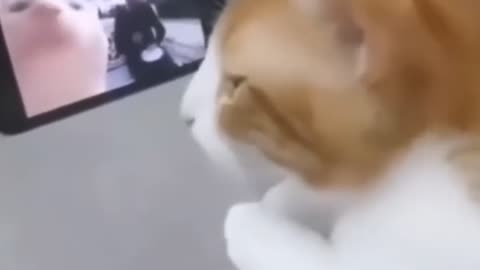 MY CAT WATCHING AND DANCING VIDEOS