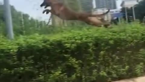 The Dog Jumps High as if it is Flying | Incredible Jump